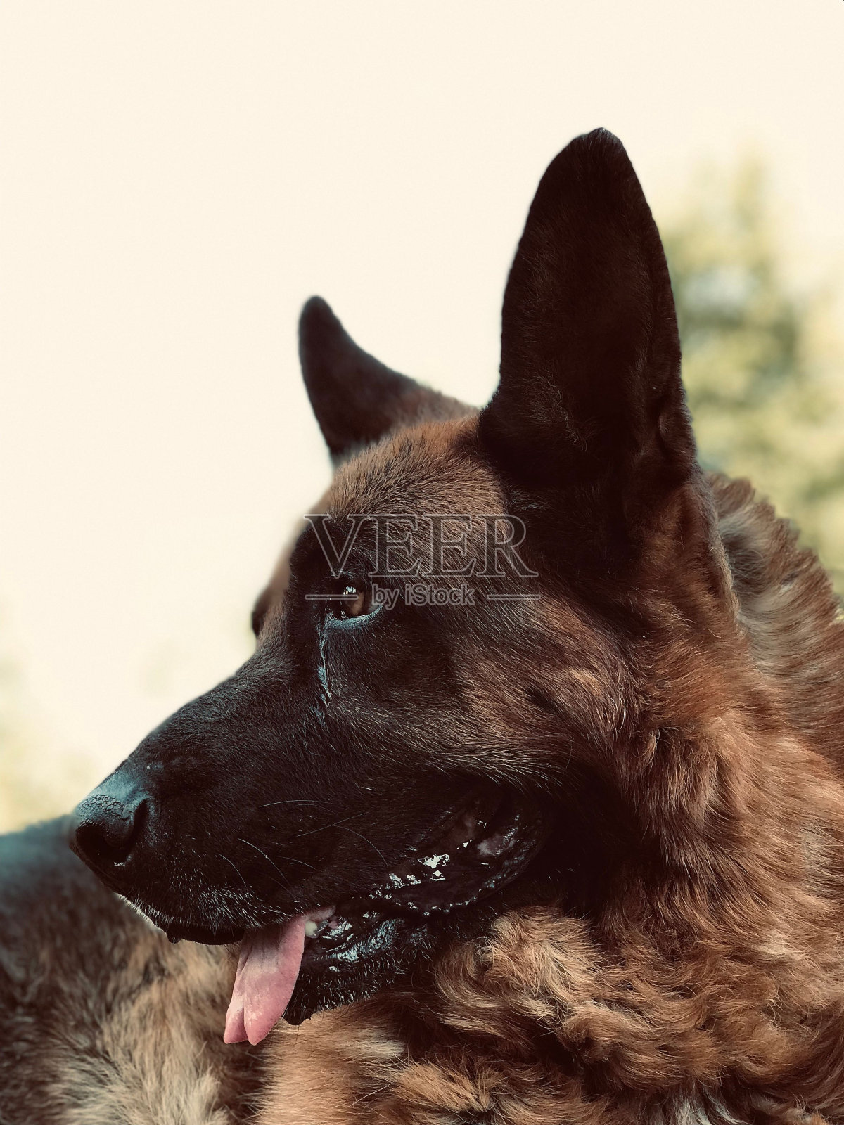 垂直拍摄一只可爱的棕色德国牧羊犬伸出舌头照片摄影图片