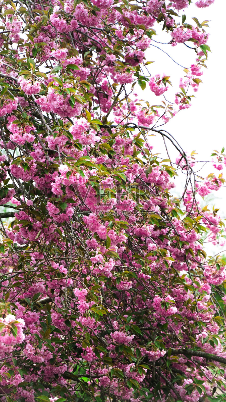 在荒野中发现的一棵树枝上长着粉红色花朵的树的垂直照片照片摄影图片