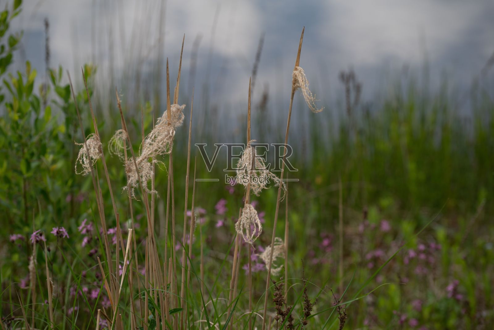田间大麦(Hordeum vulgare)的特写镜头照片摄影图片