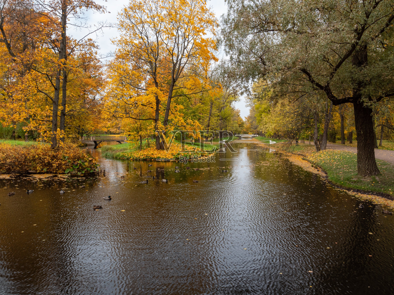 亚历山大·帕克(Tsarskoye Selo饰)。公园里的池塘。公园里秋天的枫树。照片摄影图片
