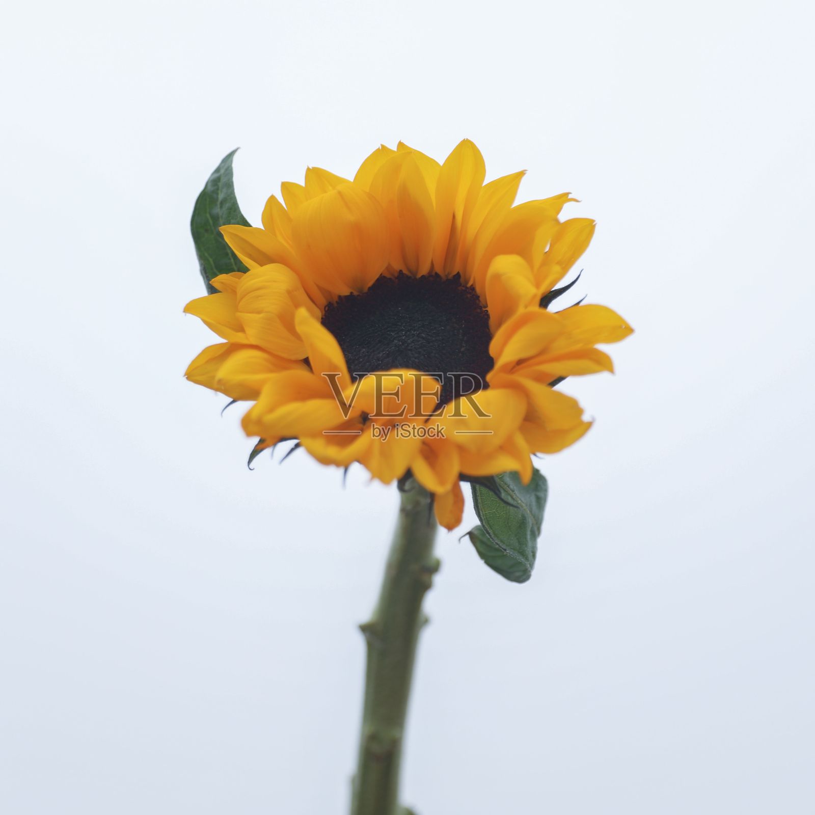 白色背景上美丽向日葵的特写镜头照片摄影图片