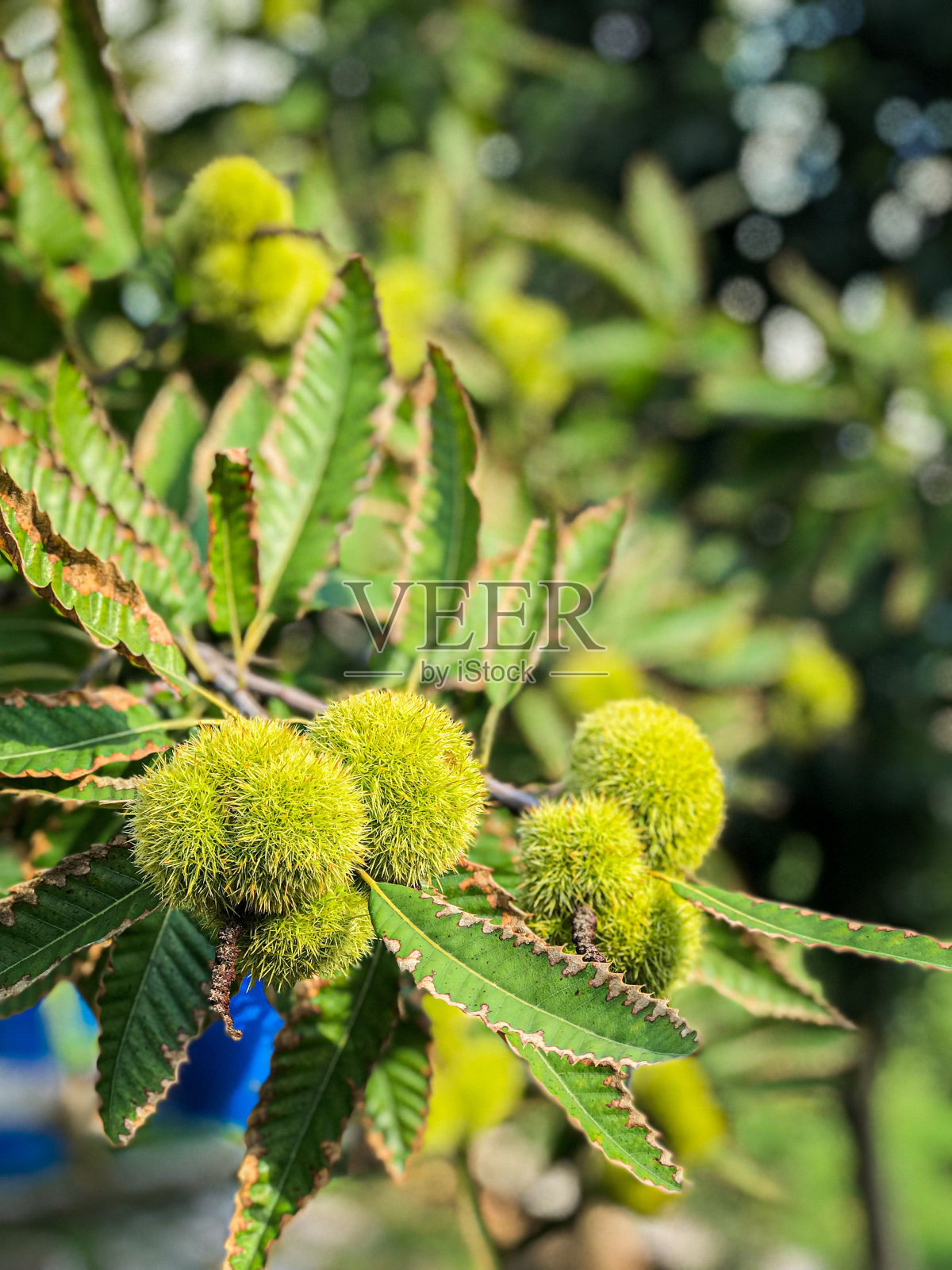 树上栗子的垂直镜头照片摄影图片