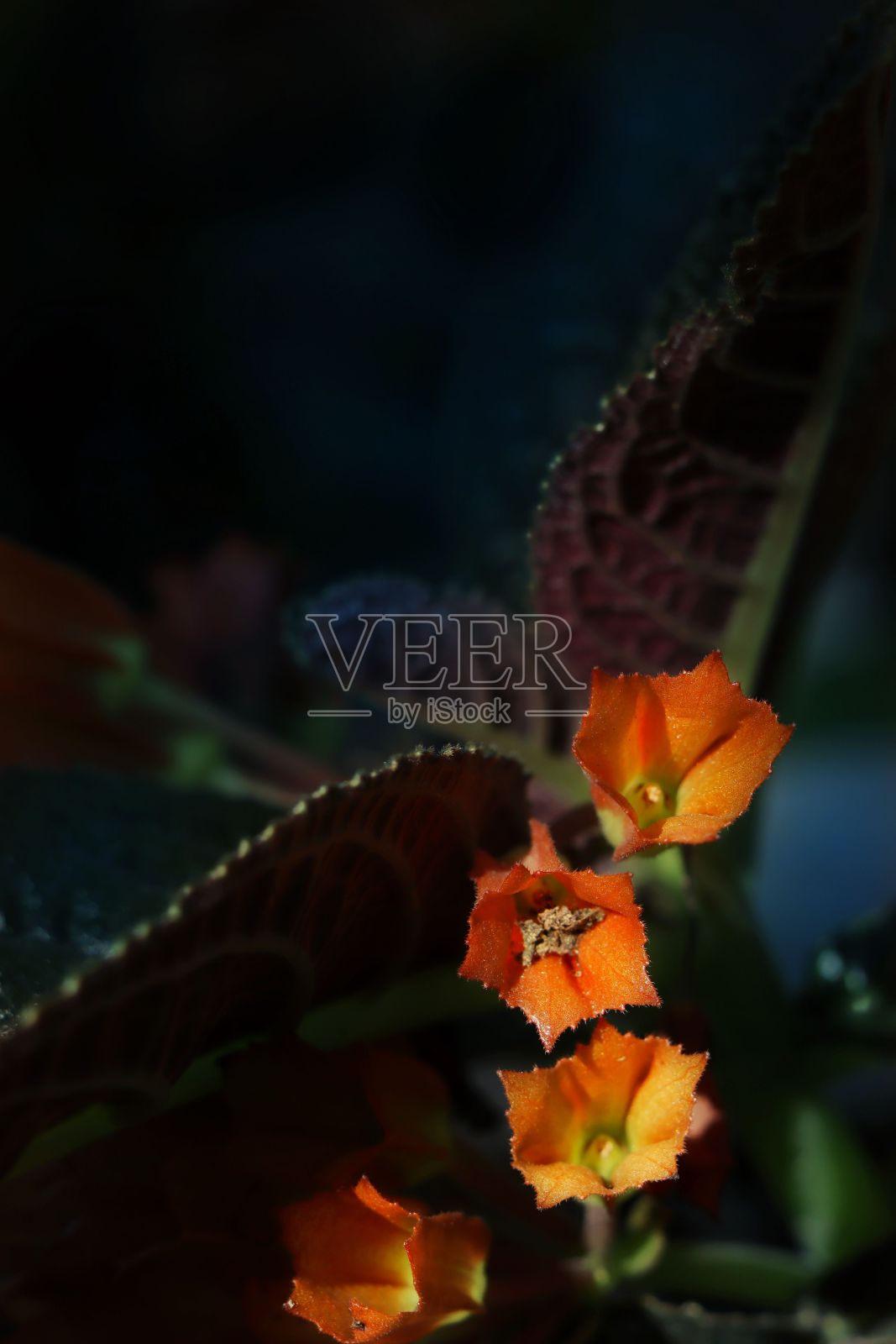 花园里橘黄色花朵的垂直镜头照片摄影图片