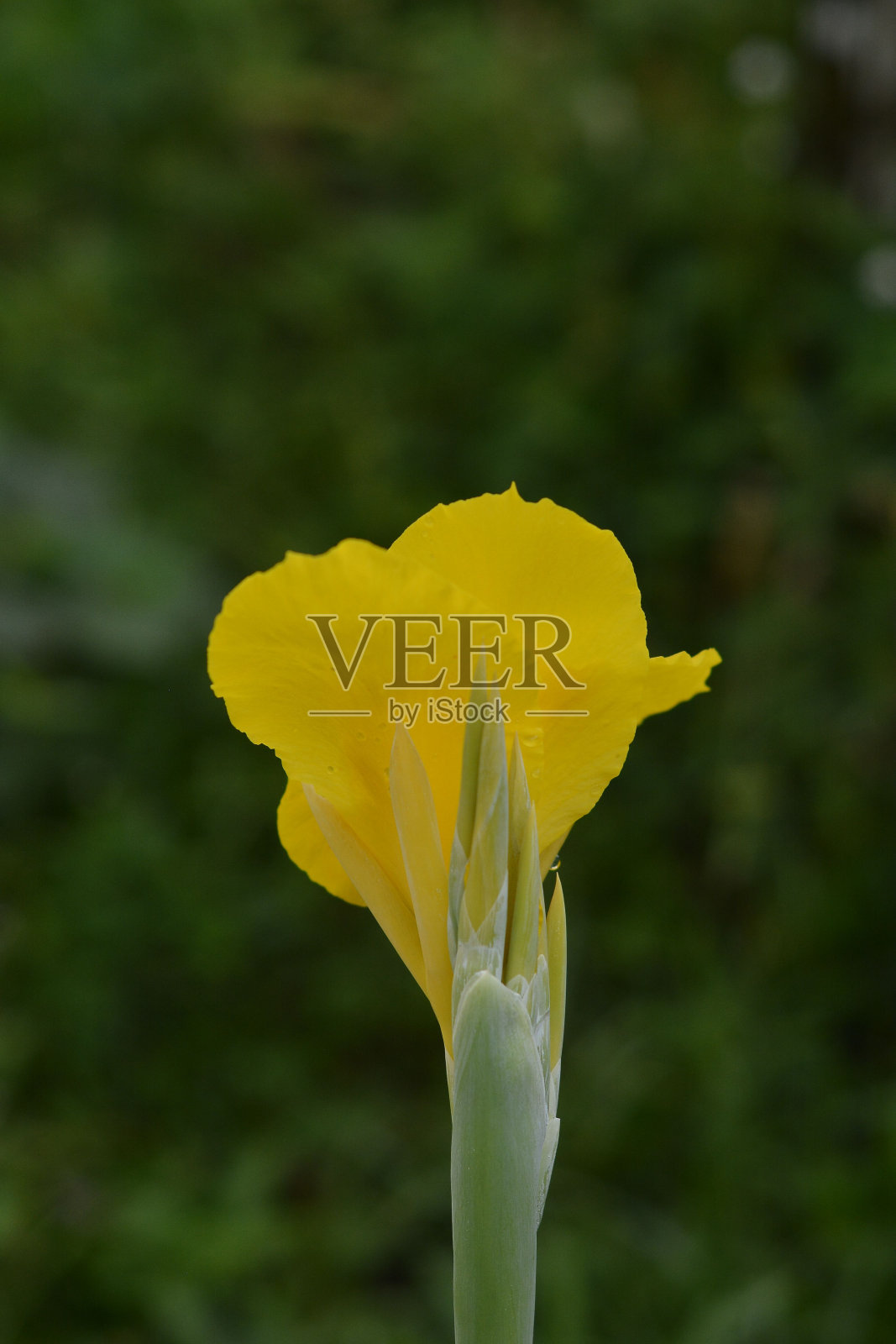 垂直拍摄的黄色国王亨伯特美人蕉植物在阳光下模糊的背景照片摄影图片