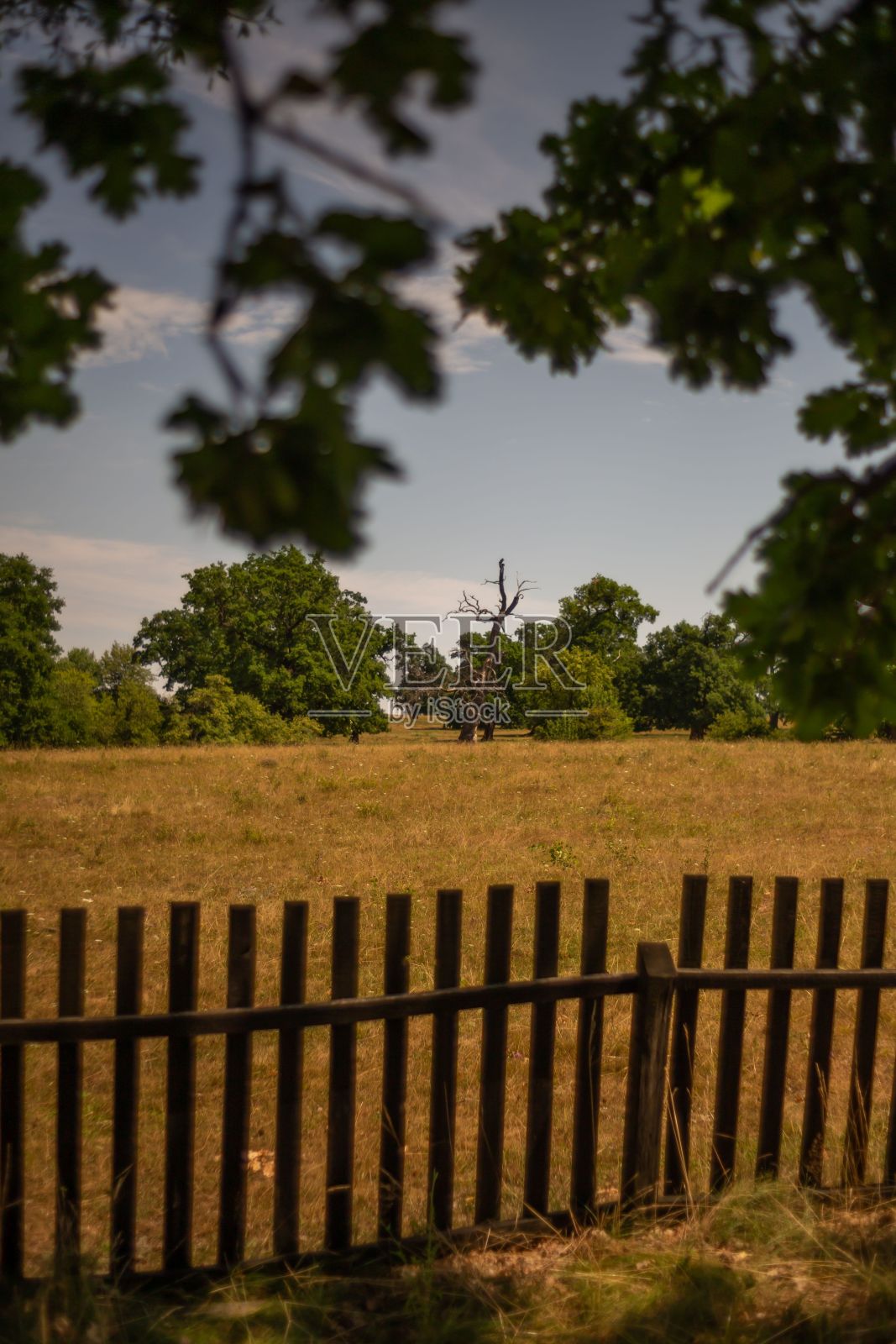 木栅栏以田野的棕色草与树木环绕，垂直射击照片摄影图片