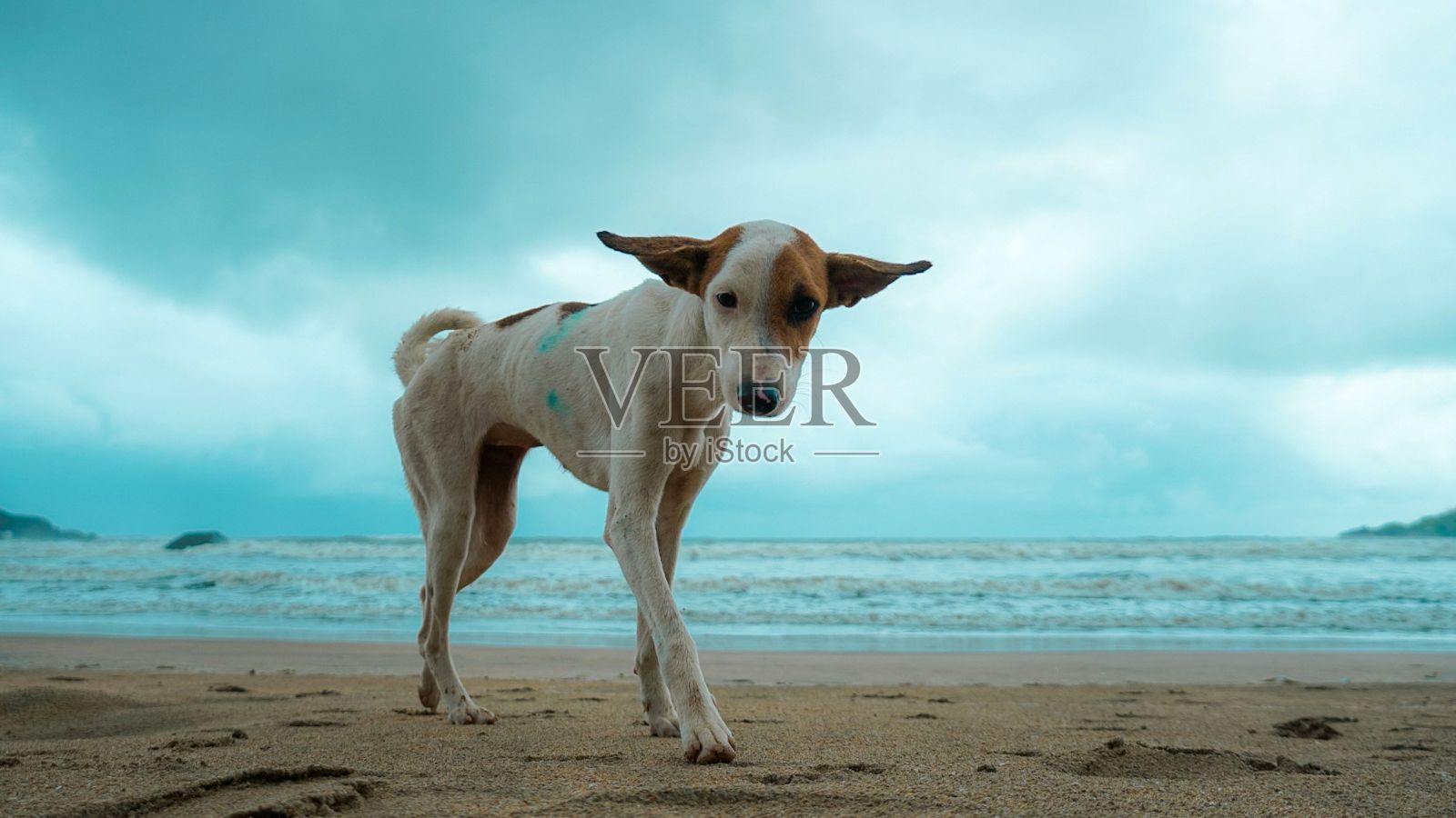 可爱的阿斯平狗站在碧海蓝天下的沙滩上看着相机照片摄影图片