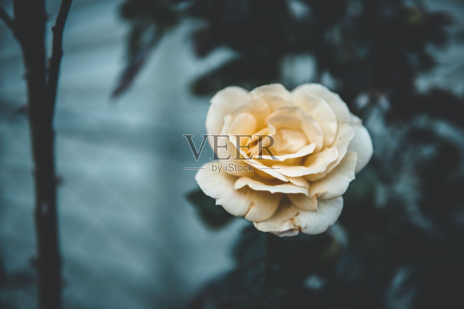 花园中的白玫瑰，背景模糊照片摄影图片