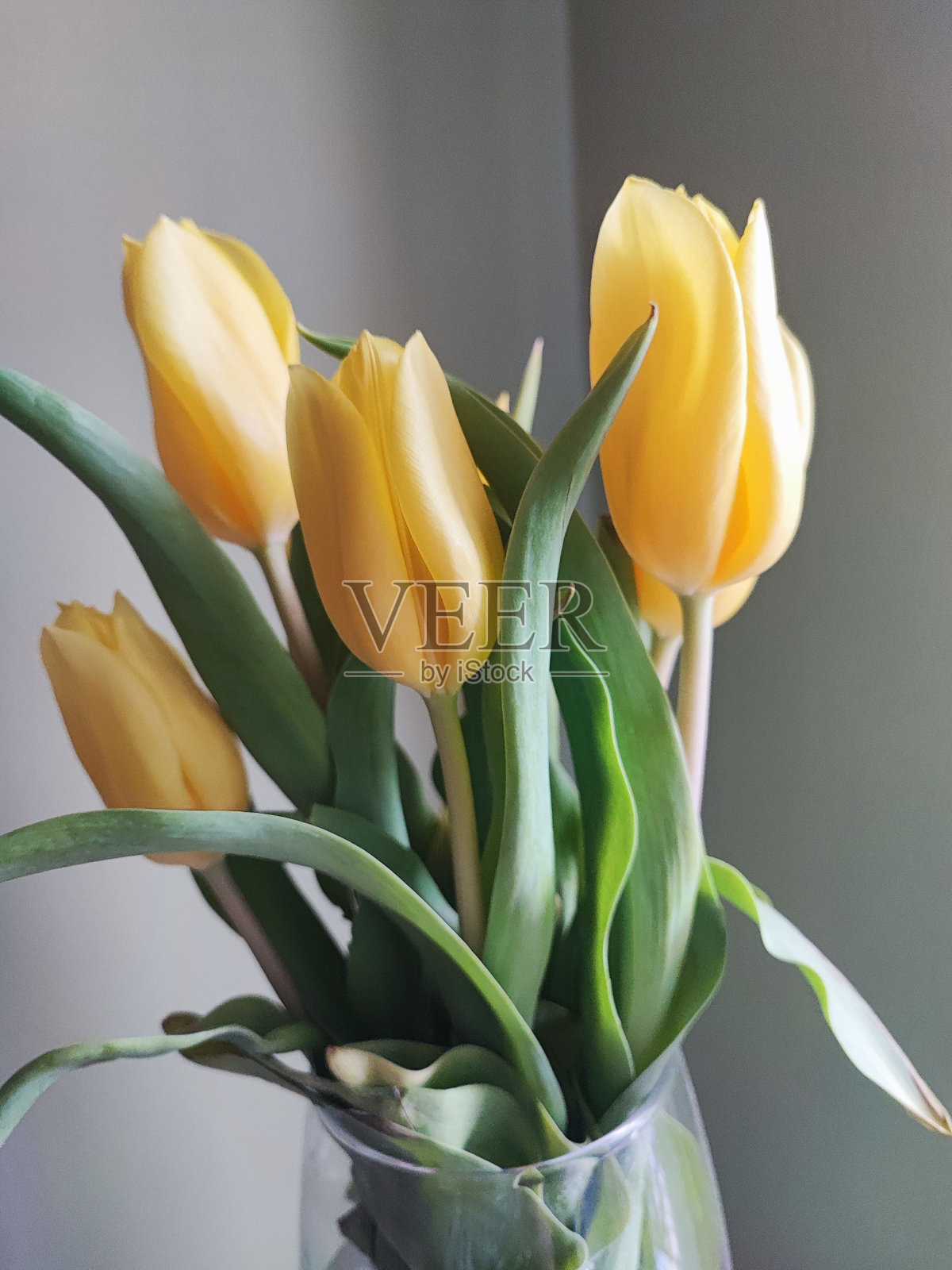 垂直拍摄的黄色郁金香在玻璃花瓶在灰色的墙壁背景照片摄影图片