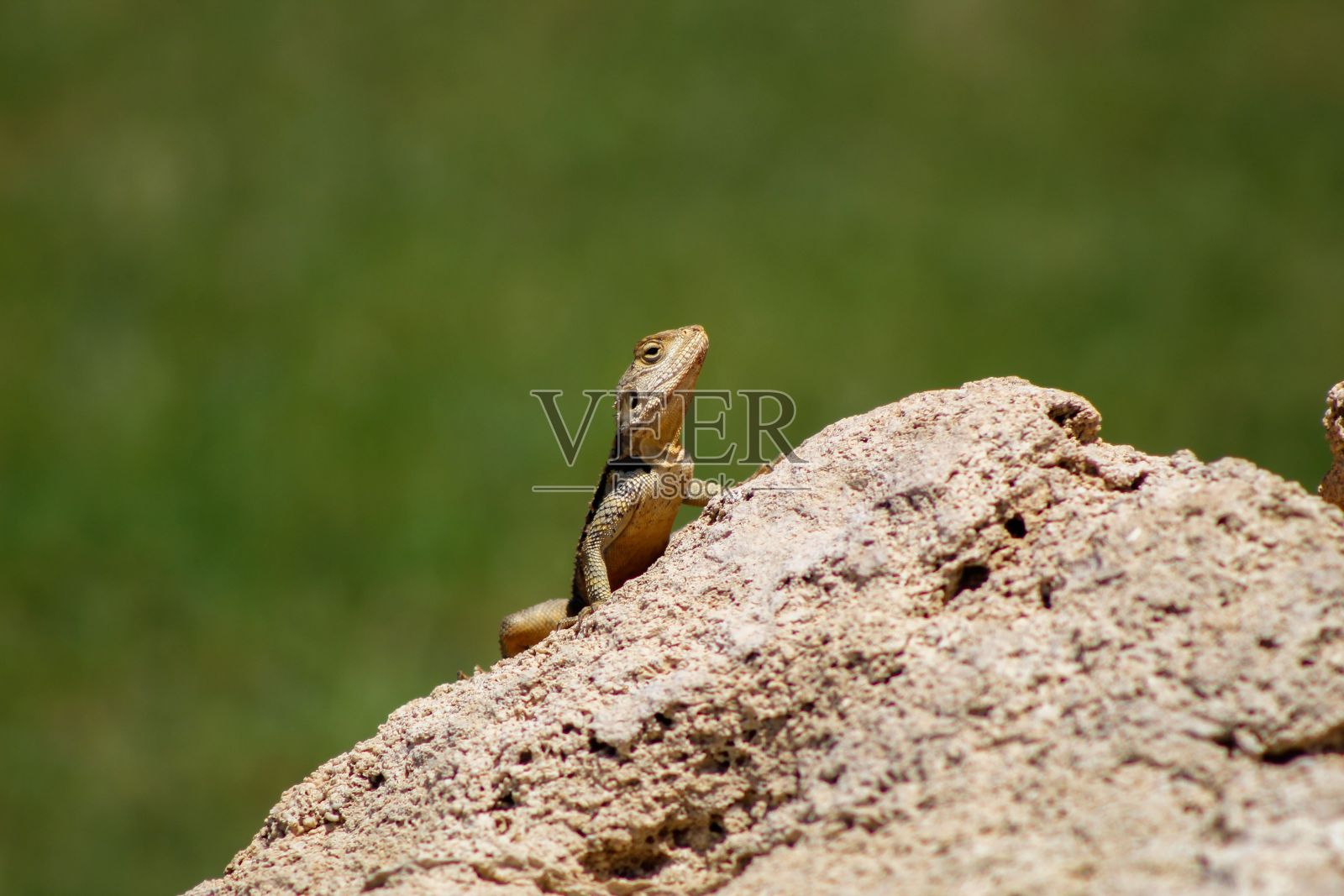 在户外，一只蜥蜴站在绿色背景的石头上照片摄影图片