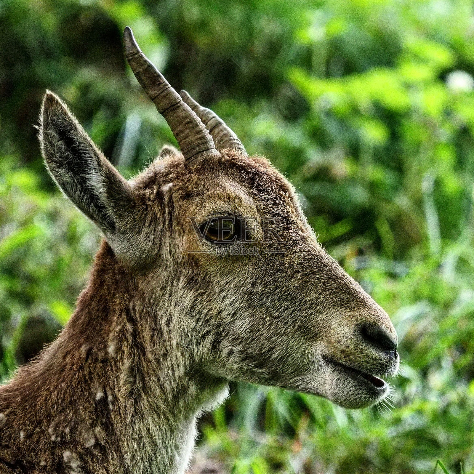 绿色植物中野山羊的特写照片摄影图片