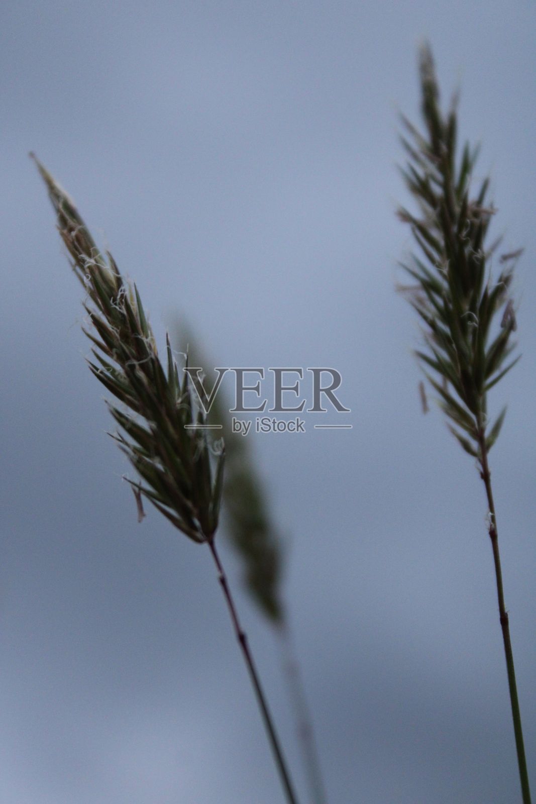 背景模糊的野草的选择性聚焦镜头照片摄影图片