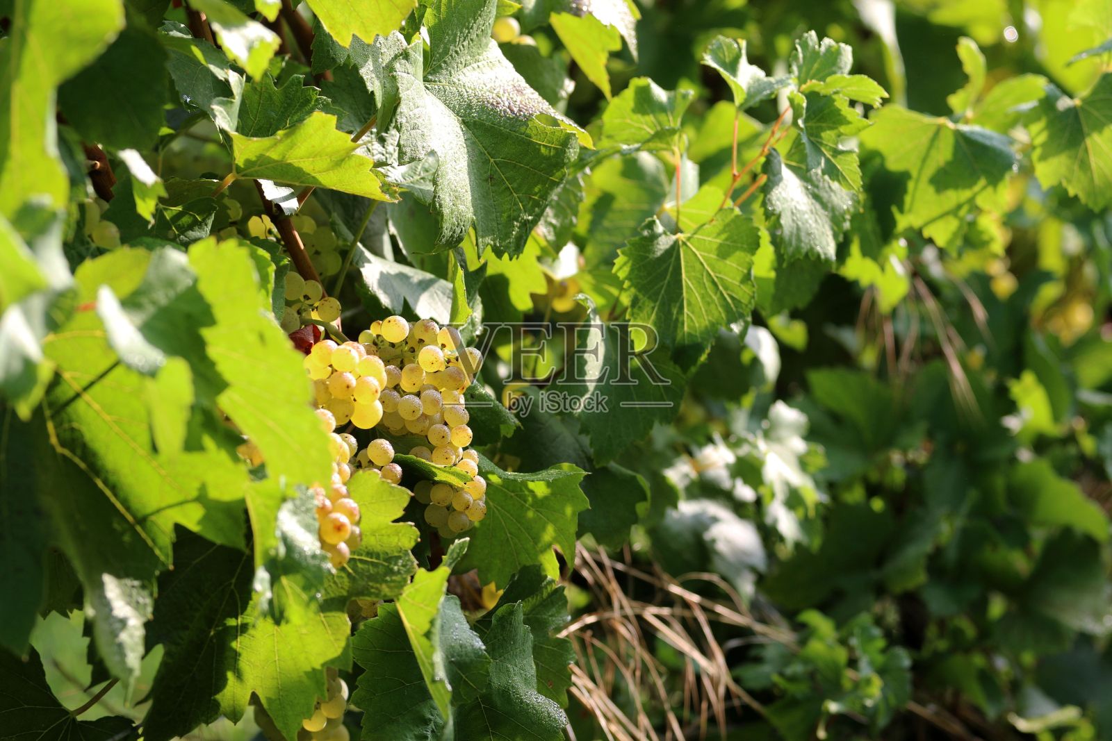 日光下树上的葡萄特写照片摄影图片