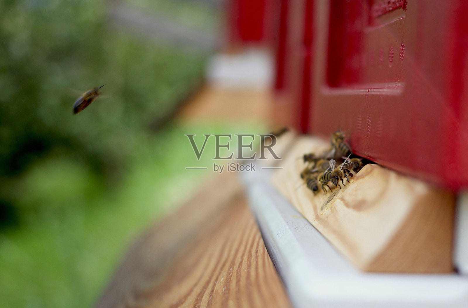 浅聚焦镜头一群蜜蜂在木制入口的红色蜂巢照片摄影图片