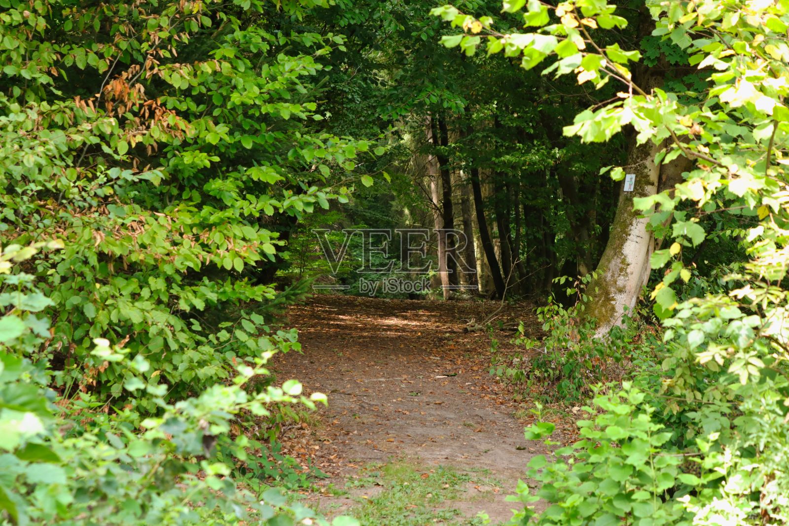 公园内行人径的景观图照片摄影图片