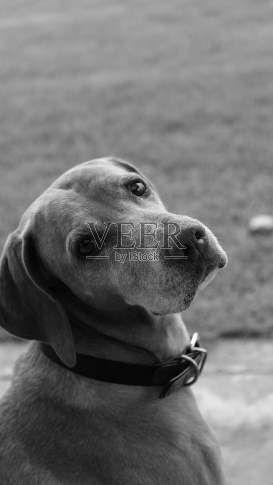 一只戴着项圈的可爱狗的垂直灰度特写镜头照片摄影图片