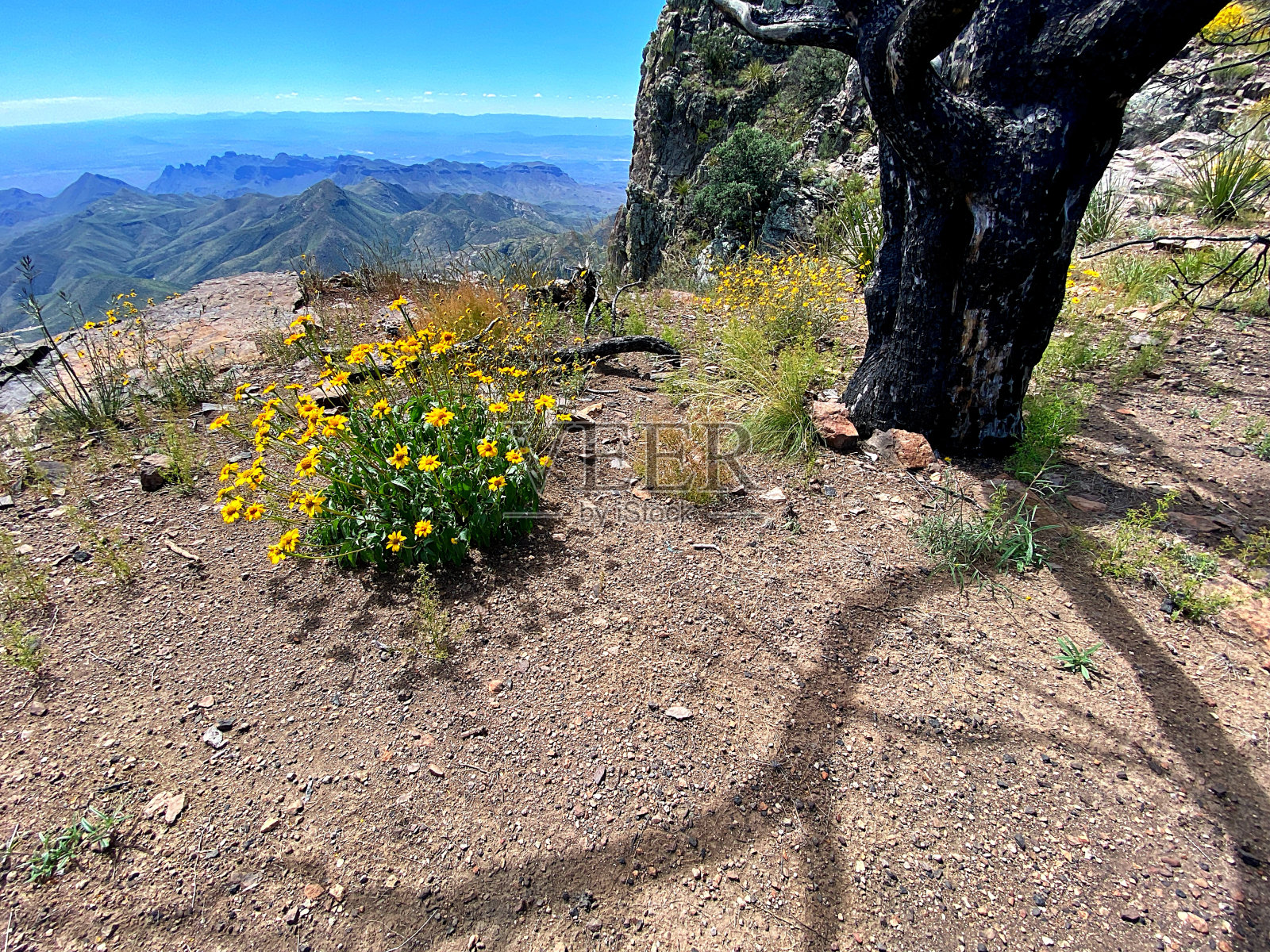 Chisos山场景照片摄影图片