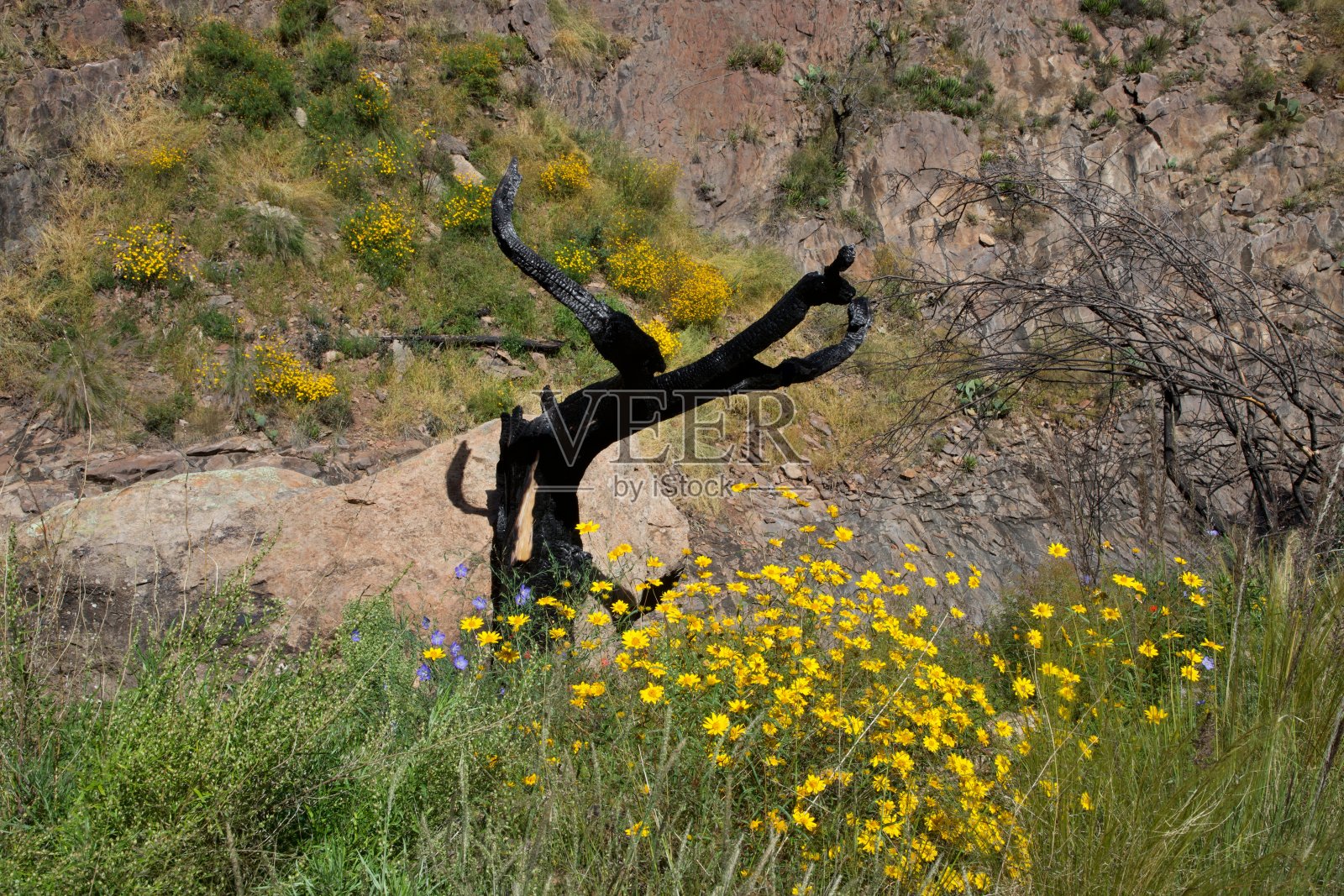 Chisos山场景照片摄影图片