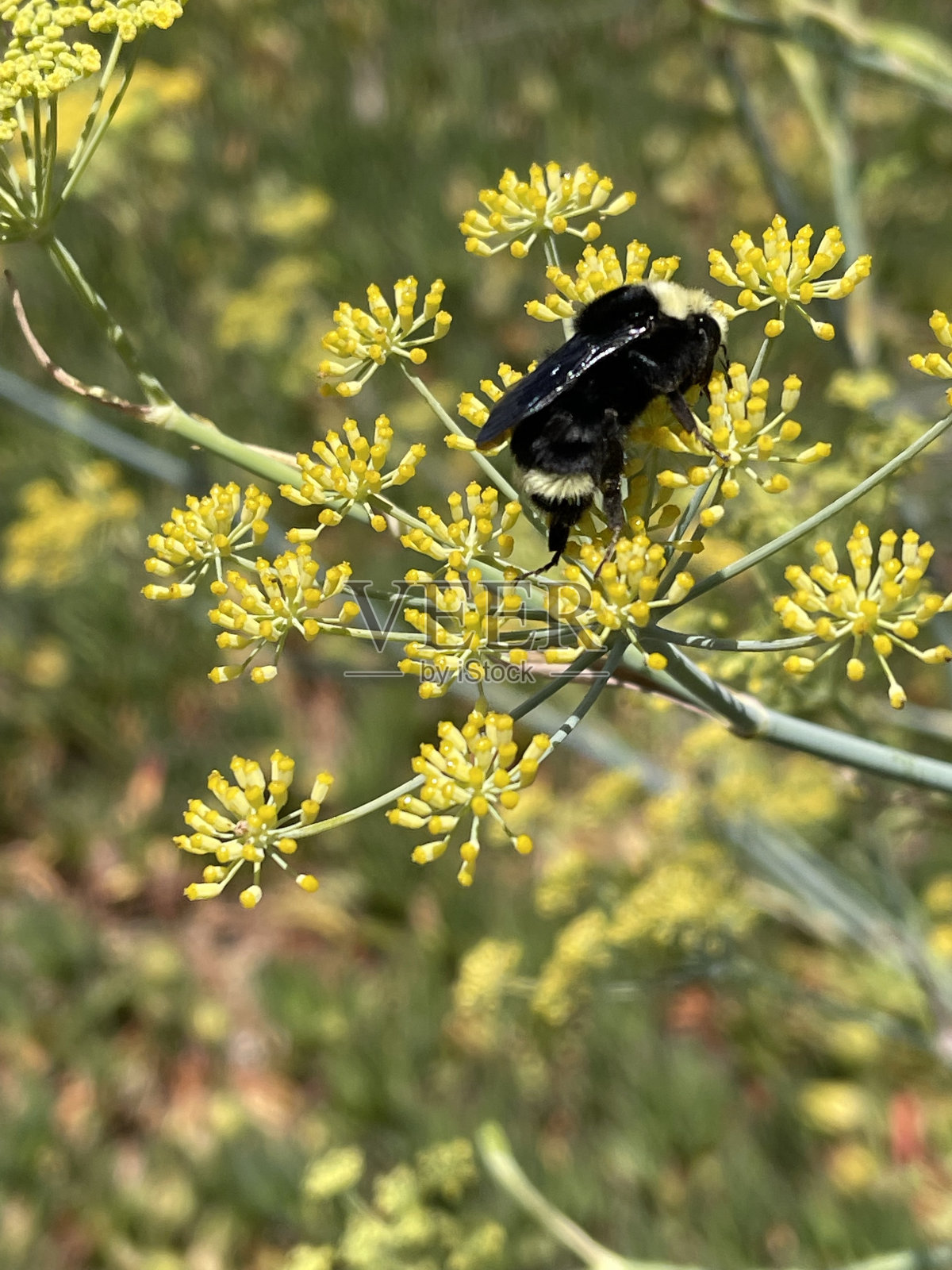 黑蜂照片摄影图片