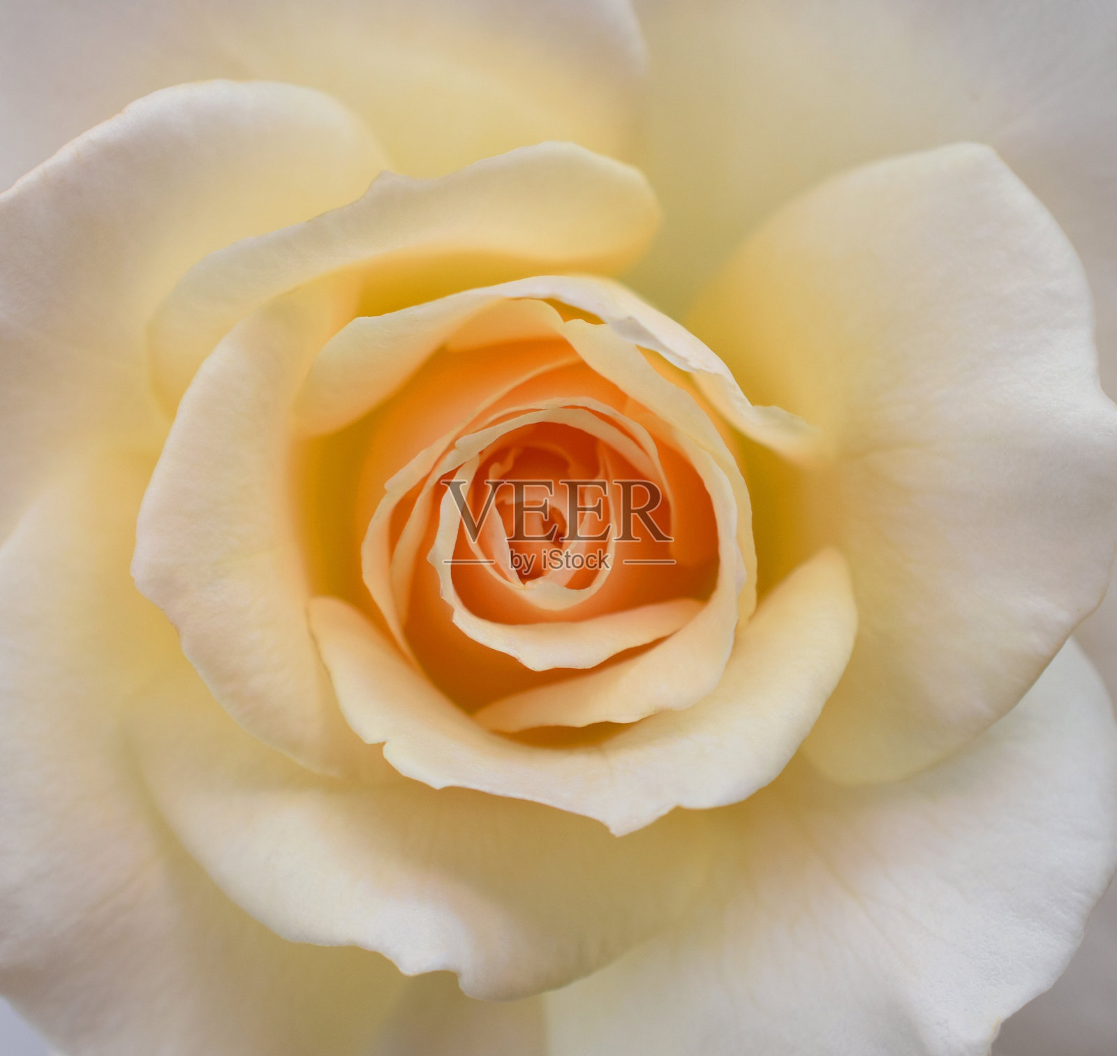 白玫瑰花特写照片摄影图片