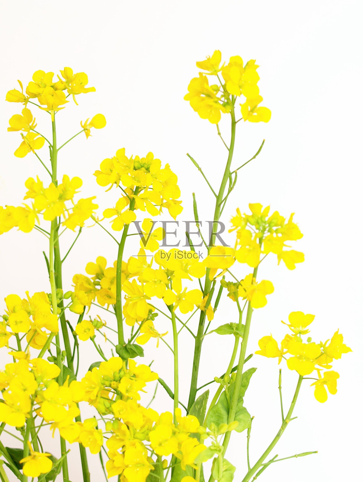 白底油菜花照片摄影图片