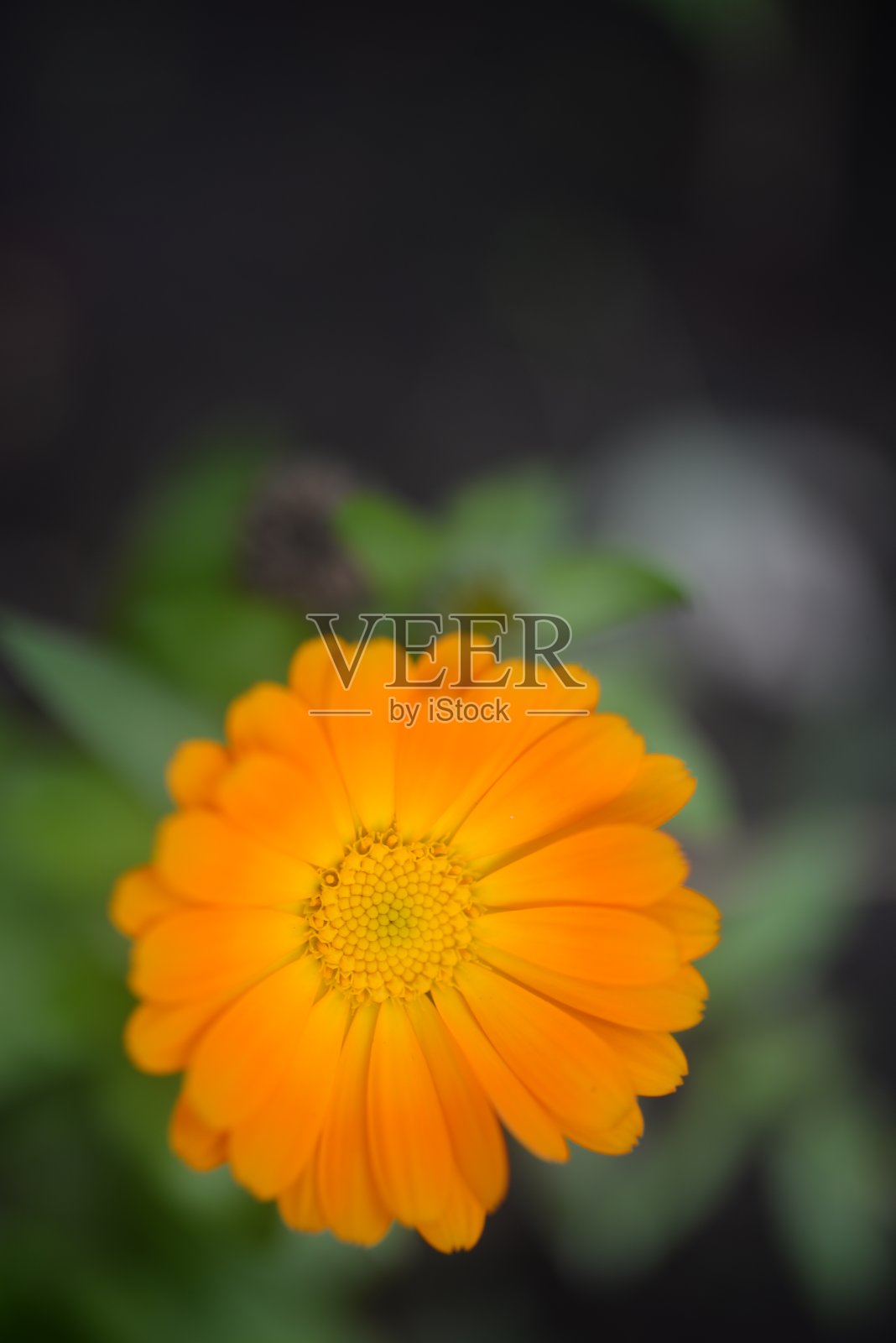 黄橙色的黑莓，万寿菊特写背景，在一个阳光明媚的日子，模糊的背景，花万寿菊特写背景在一个秋天阳光明媚的日子，橙色的万寿菊颜色，红色的花照片摄影图片