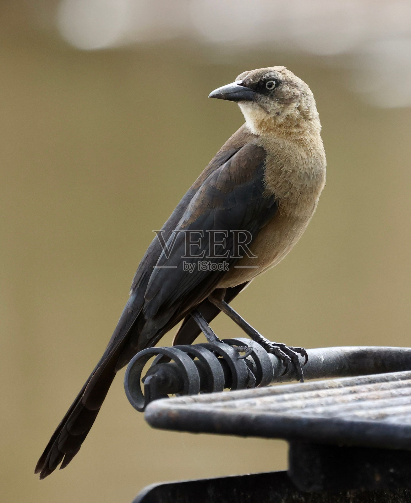 在模糊的背景上垂直拍摄一只白头翁照片摄影图片