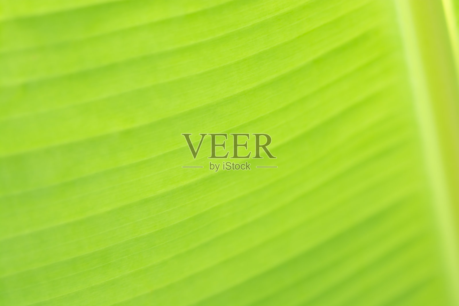 柔和聚焦绿叶自然背景照片摄影图片