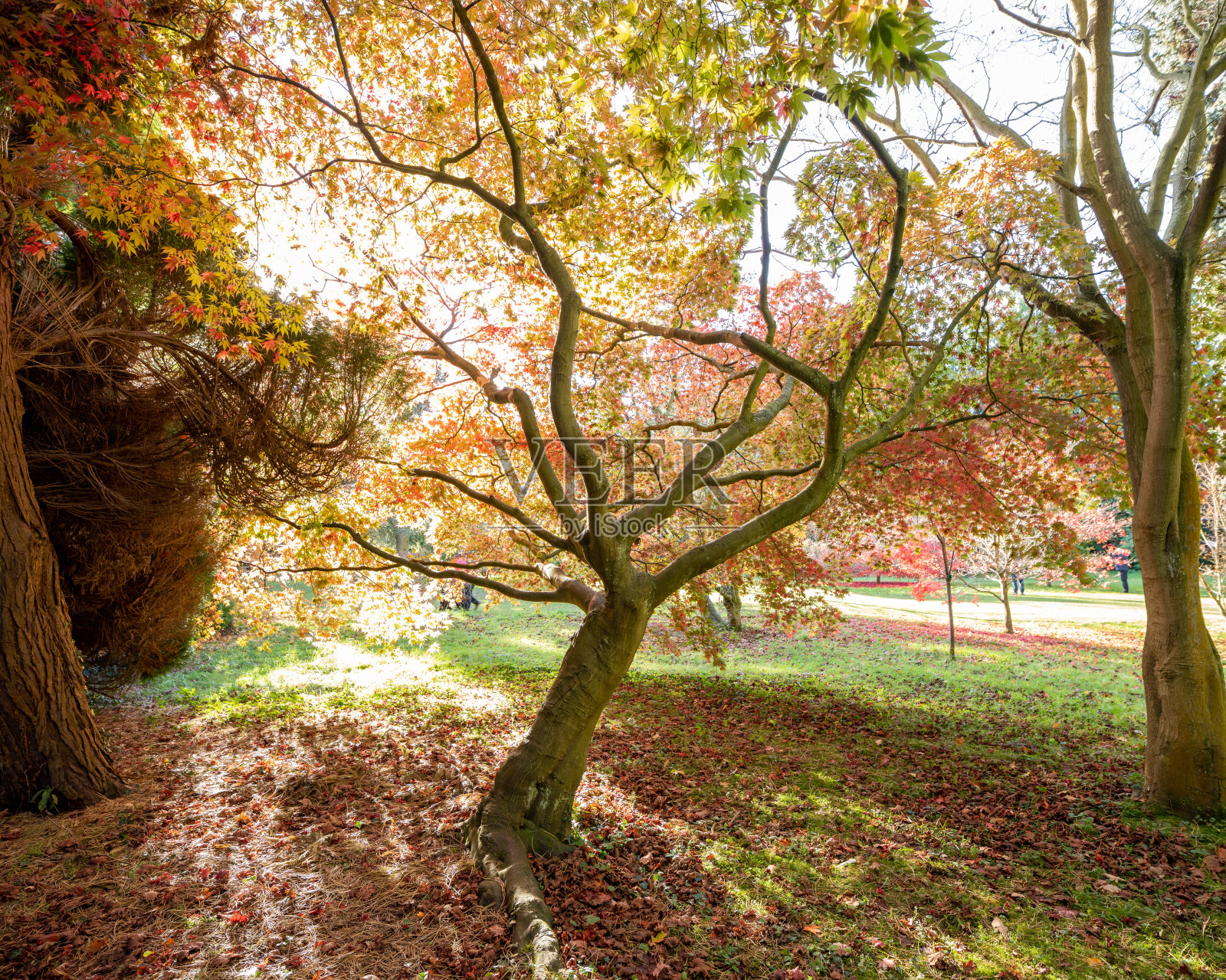 英国林地的秋天色彩，红叶树木和低矮明亮的阳光照片摄影图片