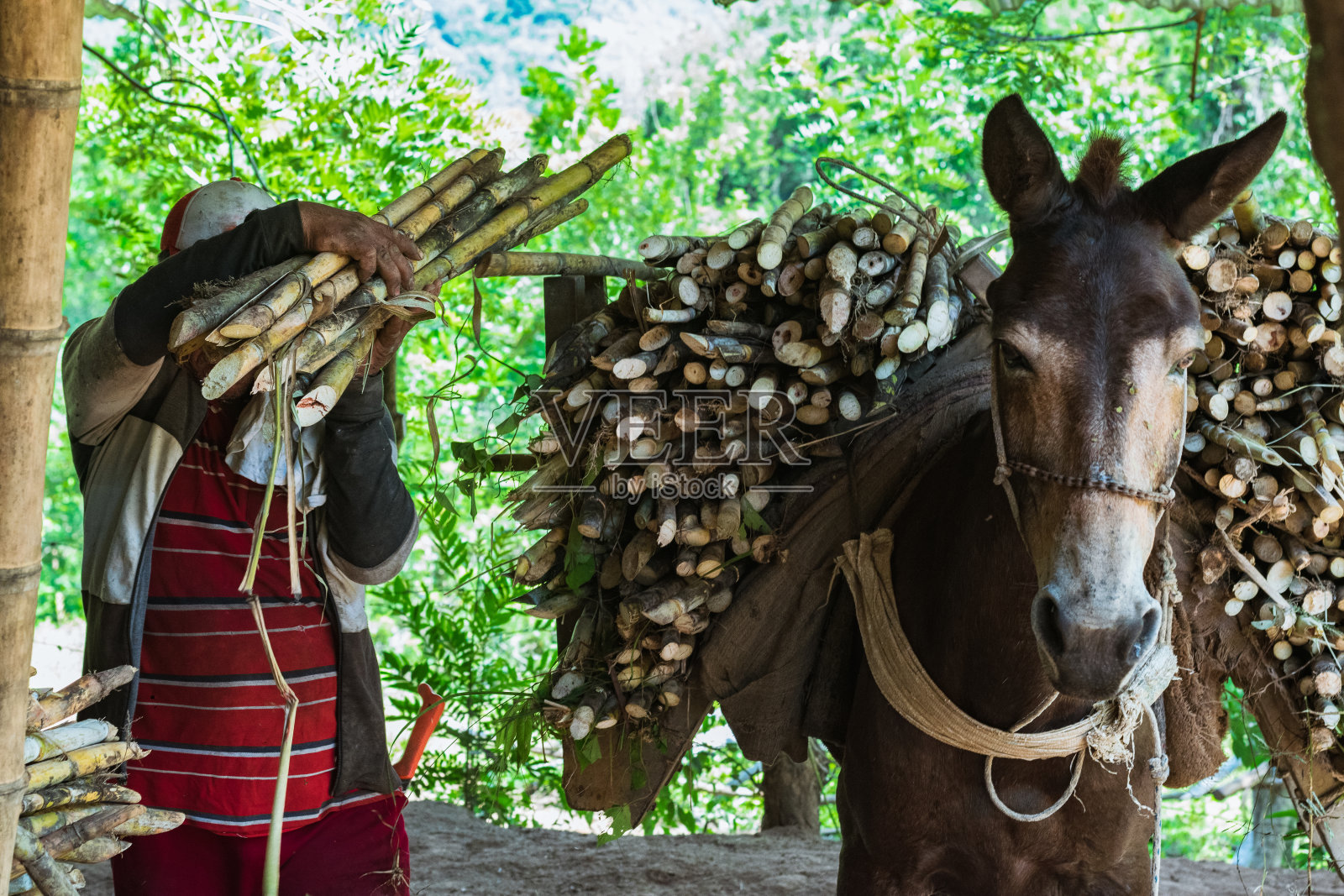 一个骡夫正在卸下驮着甘蔗的骡子。农夫带着甘蔗去糖厂。农业的概念。照片摄影图片