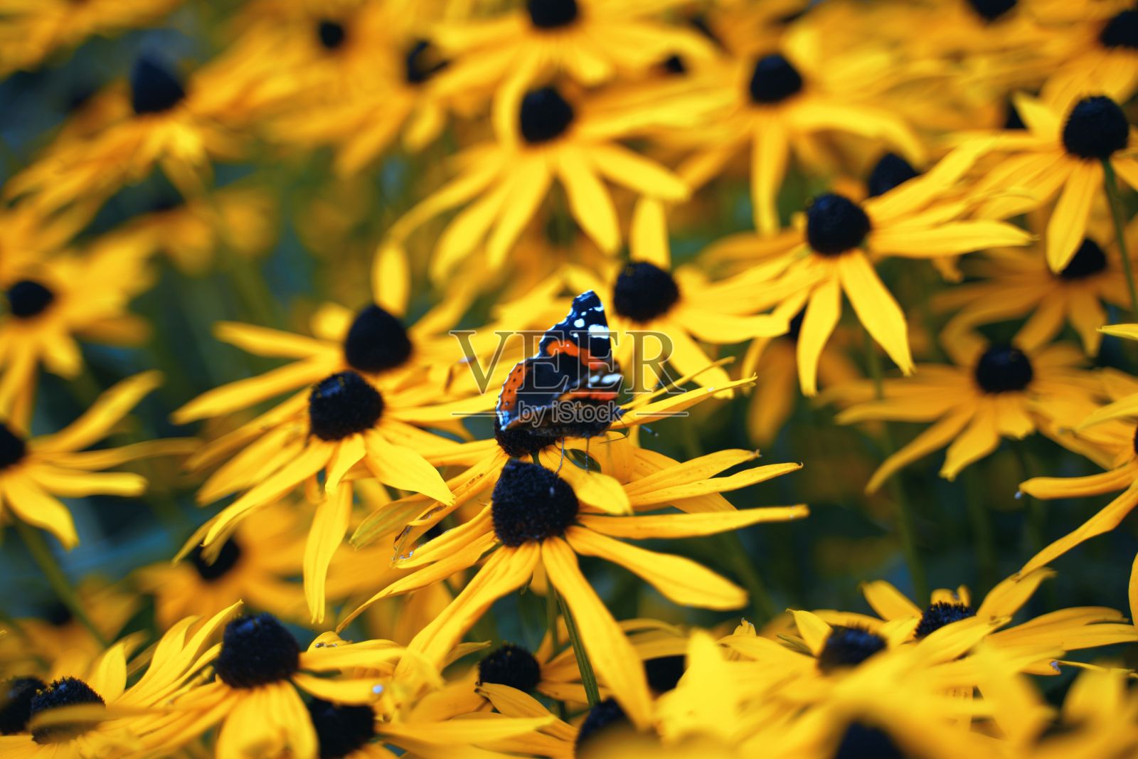 一只红蝴蝶在鲁贝琪亚花上的宏照片摄影图片