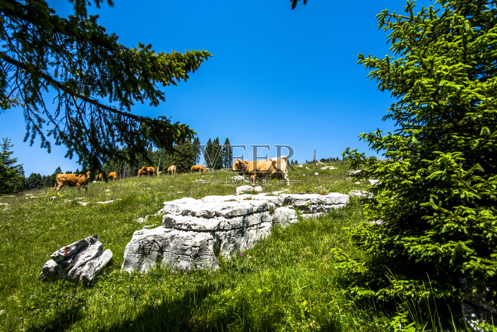 2022 06 19 Roana放牧牛照片摄影图片