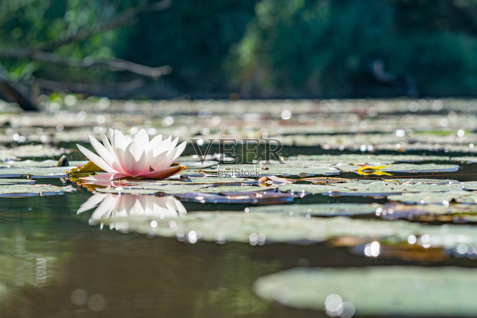 这是德国北莱茵-威斯特法伦州科隆布鲁尔附近的维尔湖链的下湖夏季拍摄的美丽的白粉色睡莲侧面照照片摄影图片