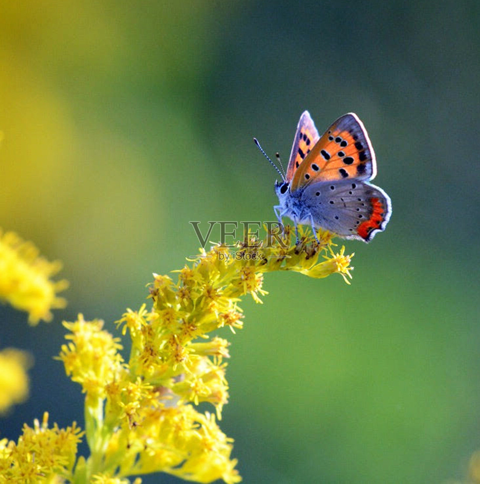 创造性的奈良,日本的照片照片摄影图片