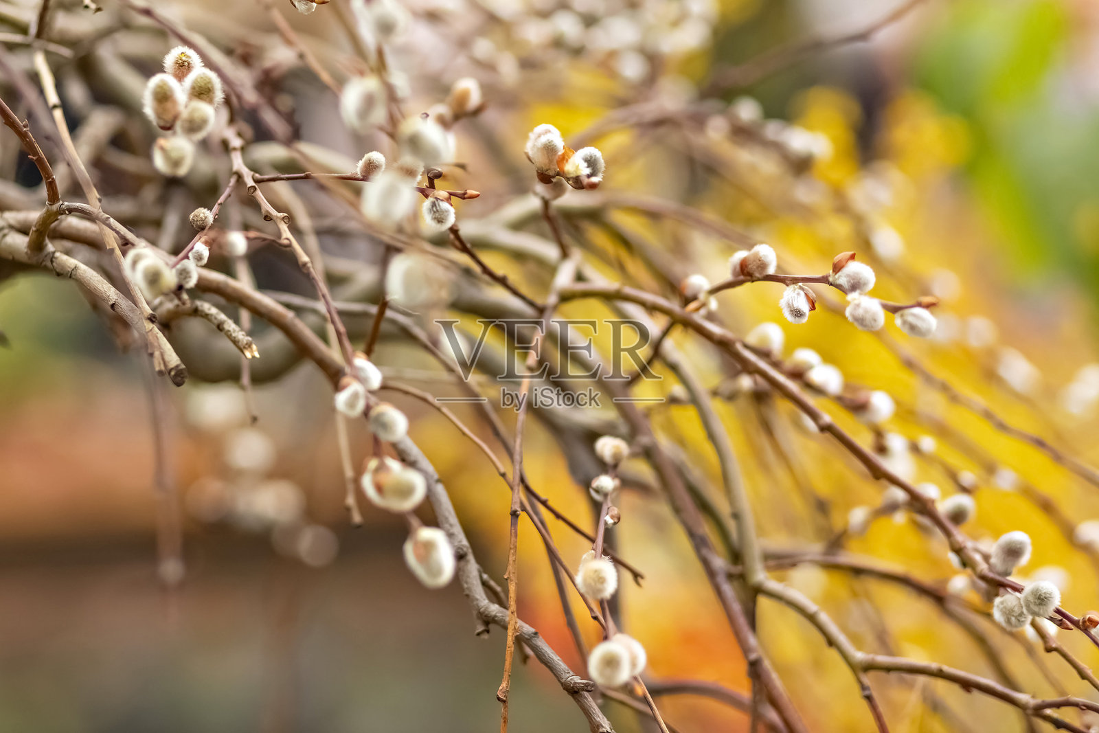 在一个盛开的春天花园里，树上有花蕾的树枝。黄色的。自然背景照片摄影图片