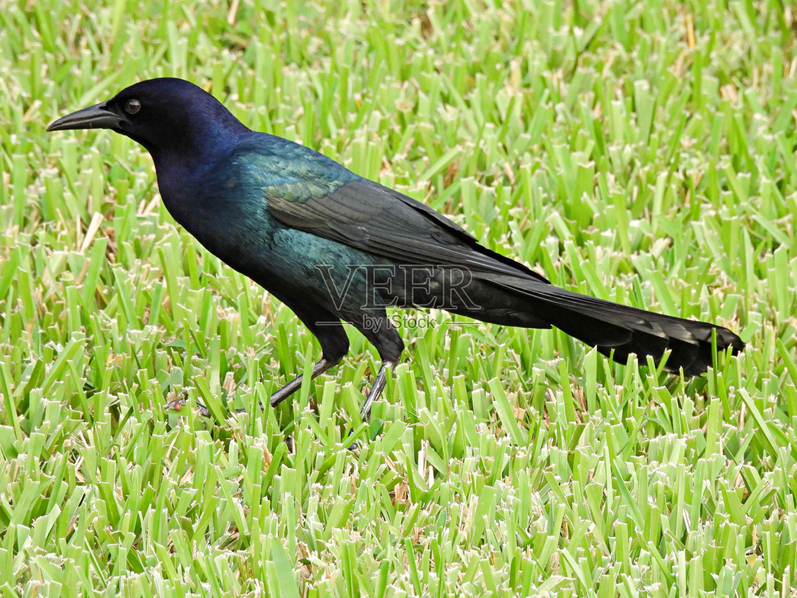 船尾白头翁(Quiscalus major)——草丛中的雄性照片摄影图片