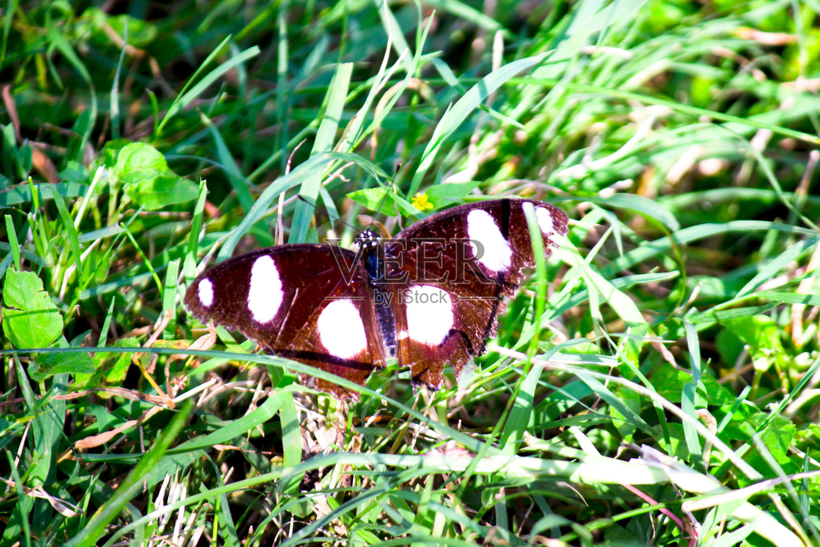 大蛋蝇，常见的蛋蝇，印度的蓝月蝶，是一种有花蝴蝶，分布在马达加斯加到亚洲和澳大利亚照片摄影图片