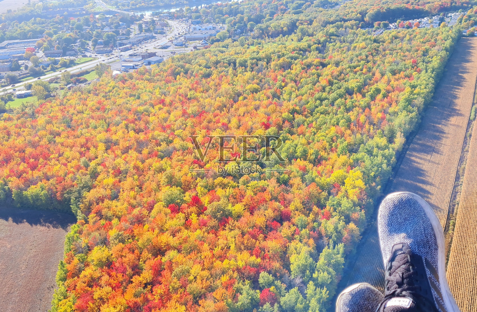 秋天从加拿大的空气中飘落下来照片摄影图片