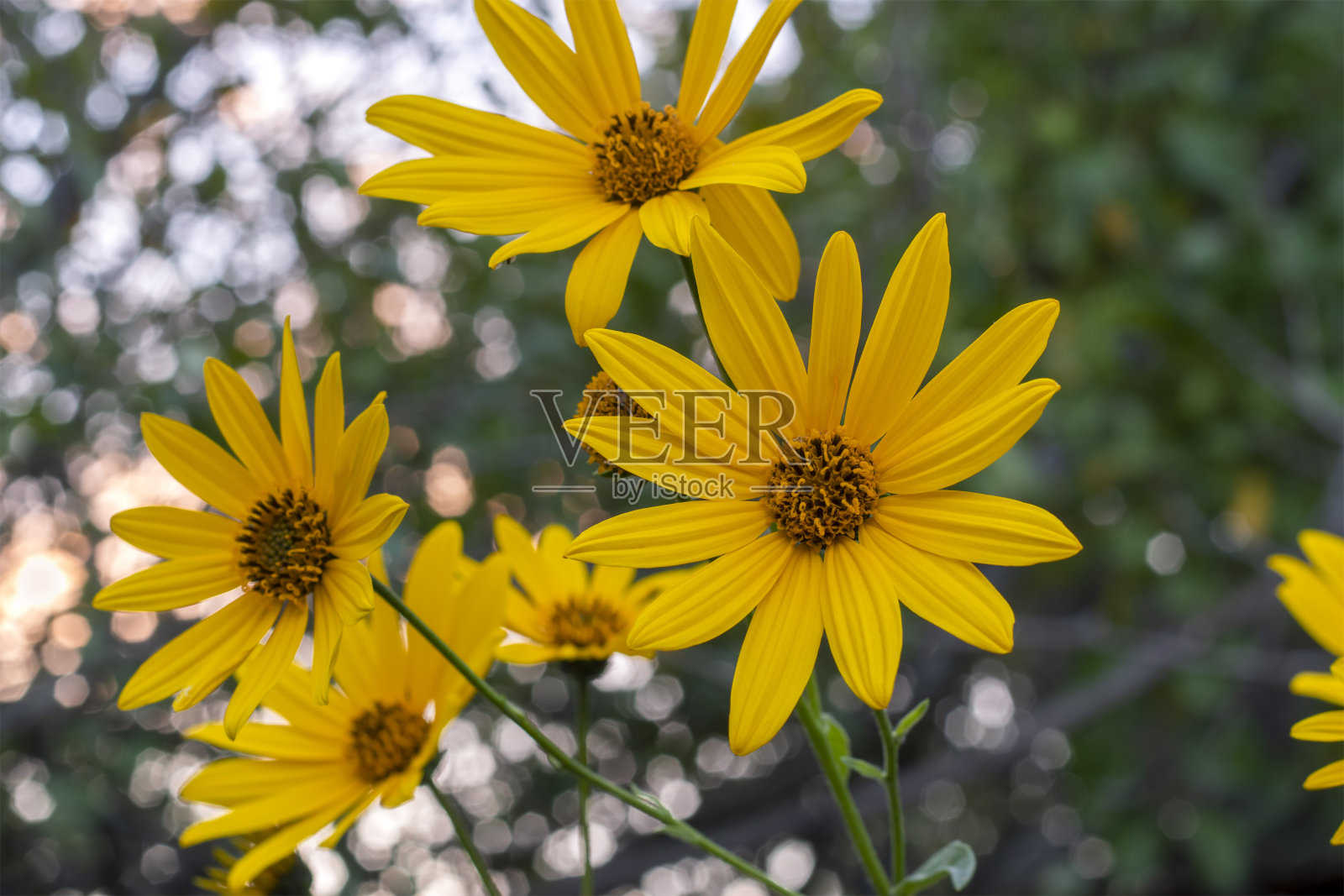 十月的花园里开着明黄色的花。洋姜花。向日葵;照片摄影图片