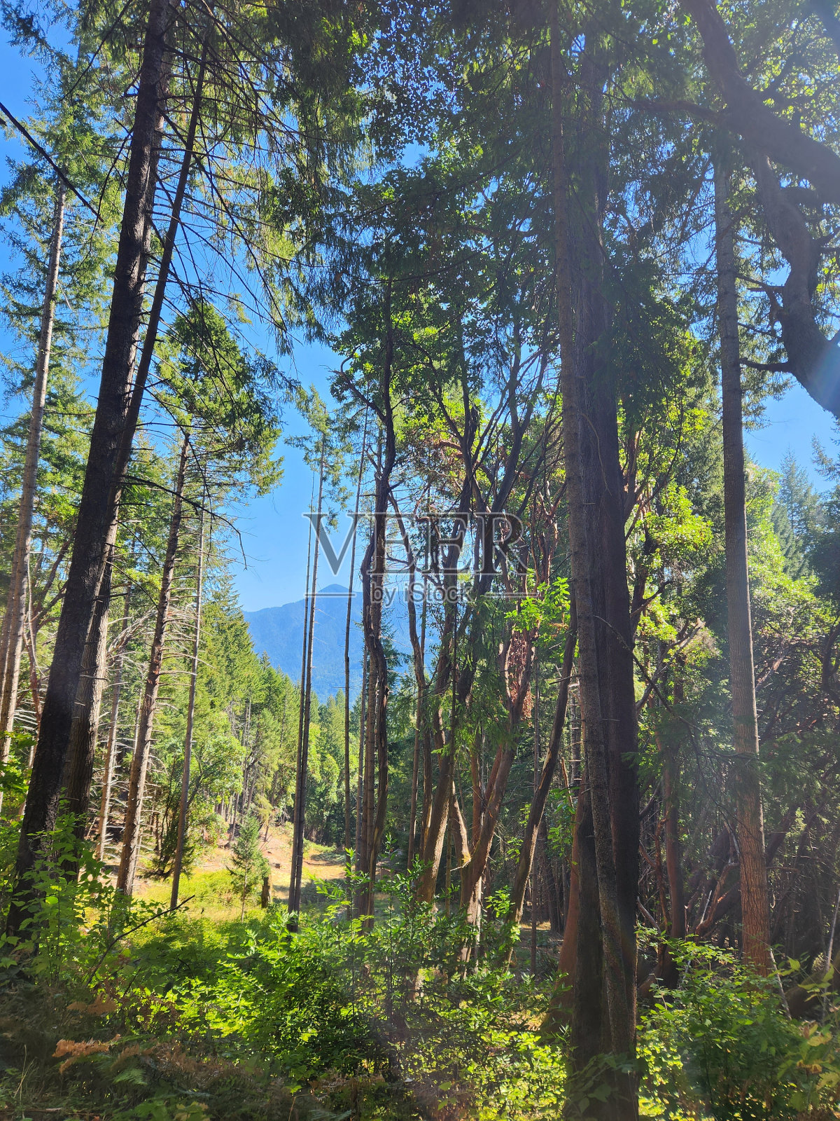 加州的山和树照片摄影图片