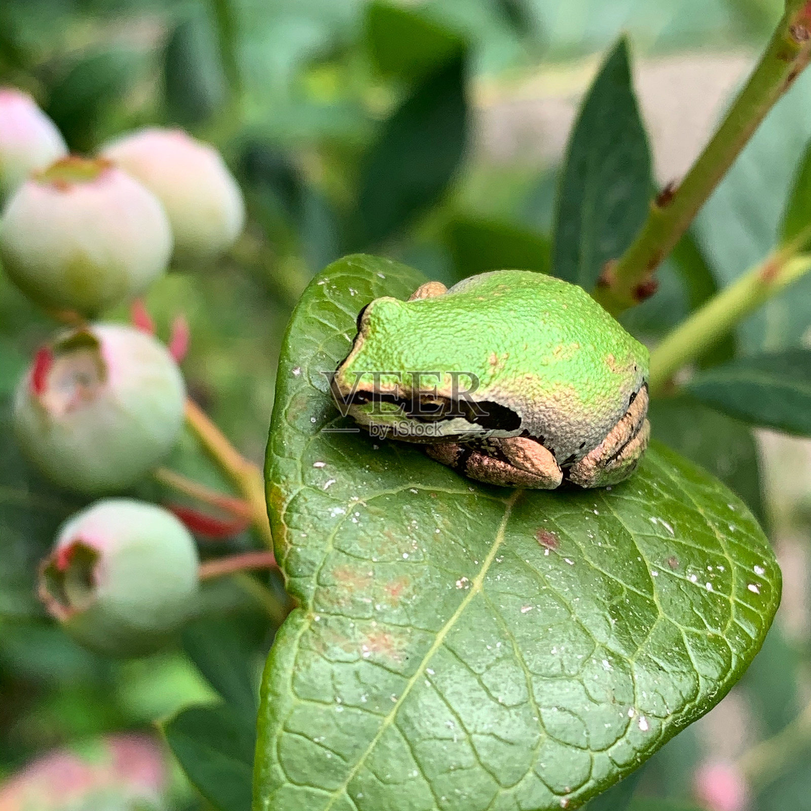 小树蛙照片摄影图片