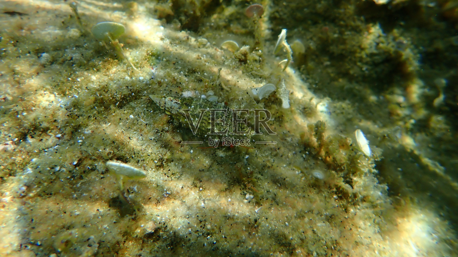 地中海潮间带寄居蟹(Clibanarius erythropus)和海底的海贝共生蟹(Cerithium vulgatum)照片摄影图片