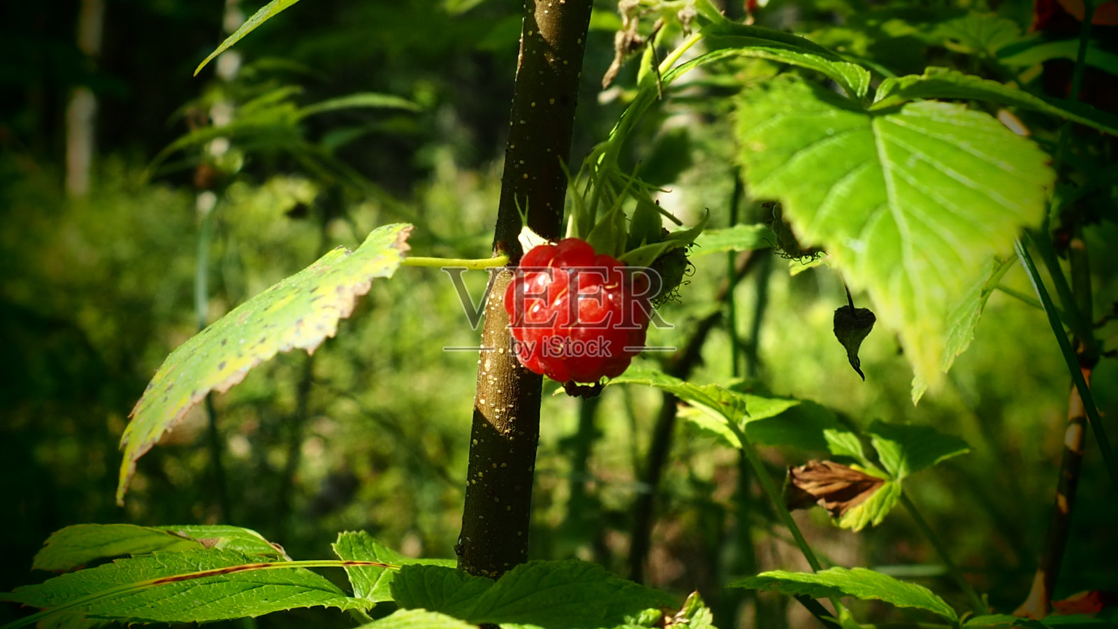 灌木上成熟的树莓。在绿叶和树枝的衬托下，鲜嫩可口的树莓。树莓生产。常见的覆盆子-蔷薇科覆盆子。照片摄影图片