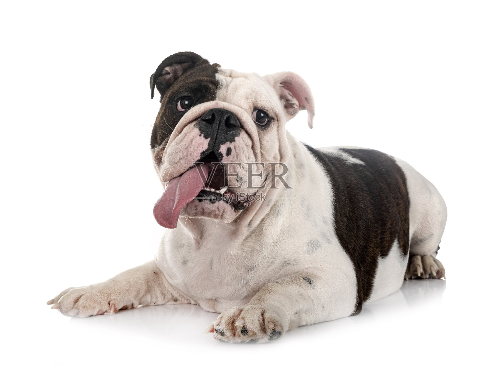 工作室里的英国斗牛犬照片摄影图片