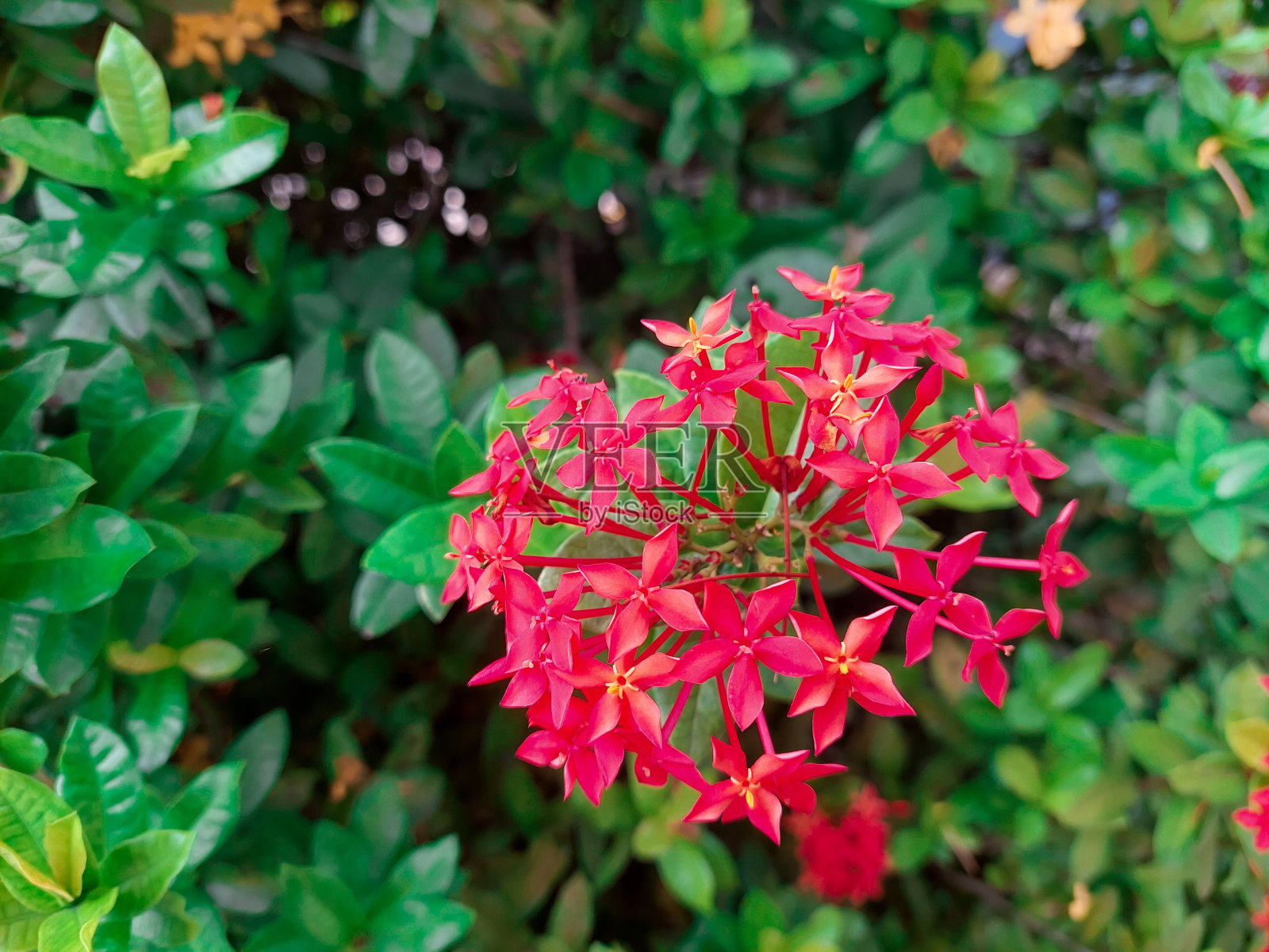 红色ixora花照片摄影图片