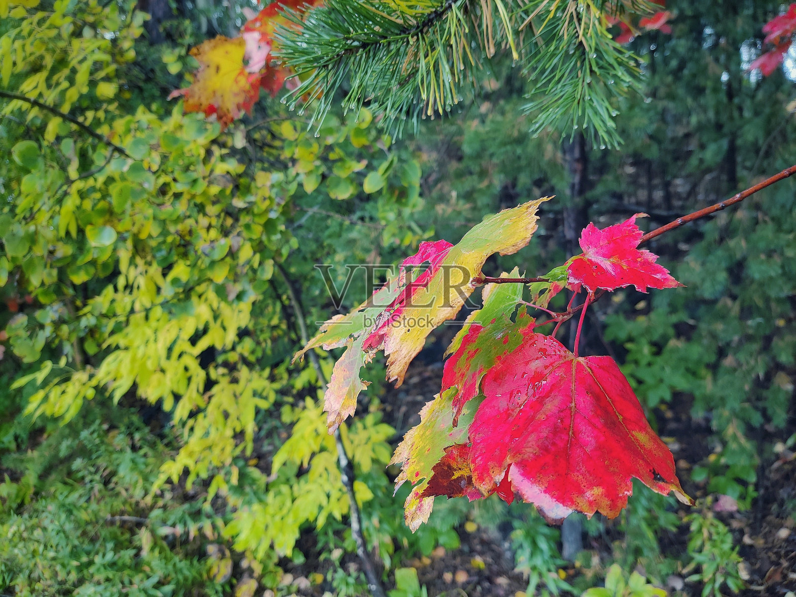 贝尔公园,萨德伯里照片摄影图片