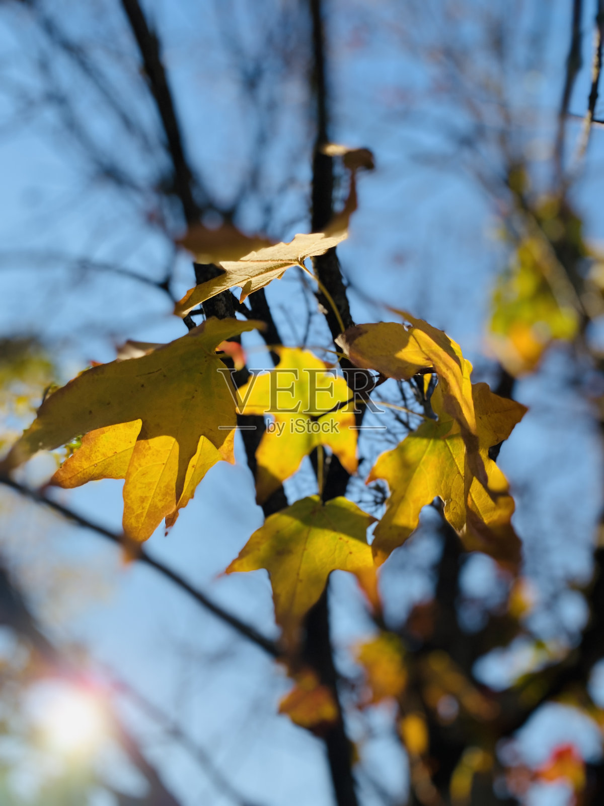秋天的落叶照片摄影图片