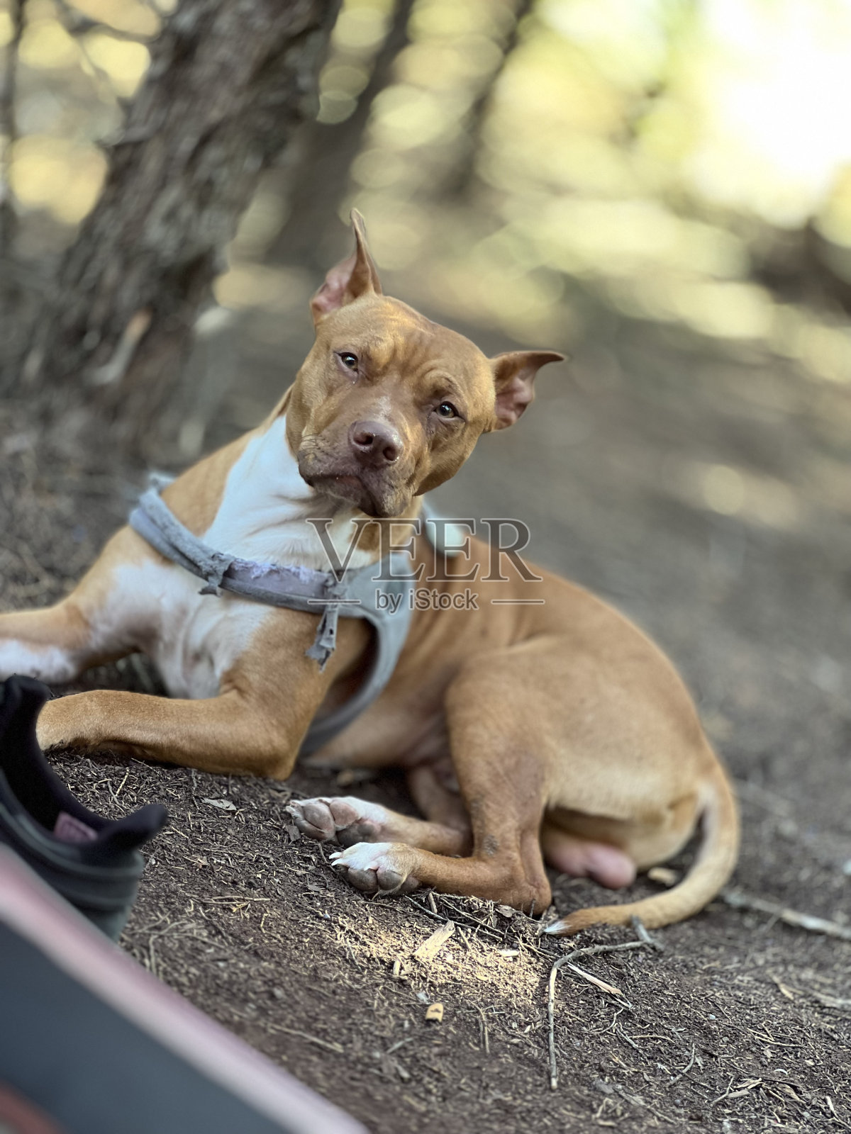 好狗狗照片摄影图片