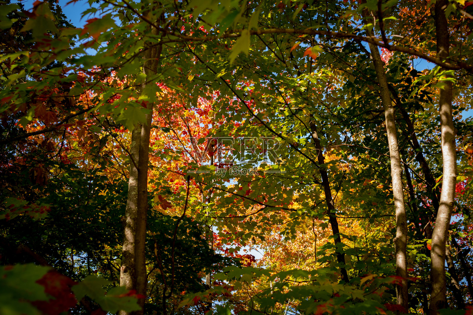枫叶的季节照片摄影图片
