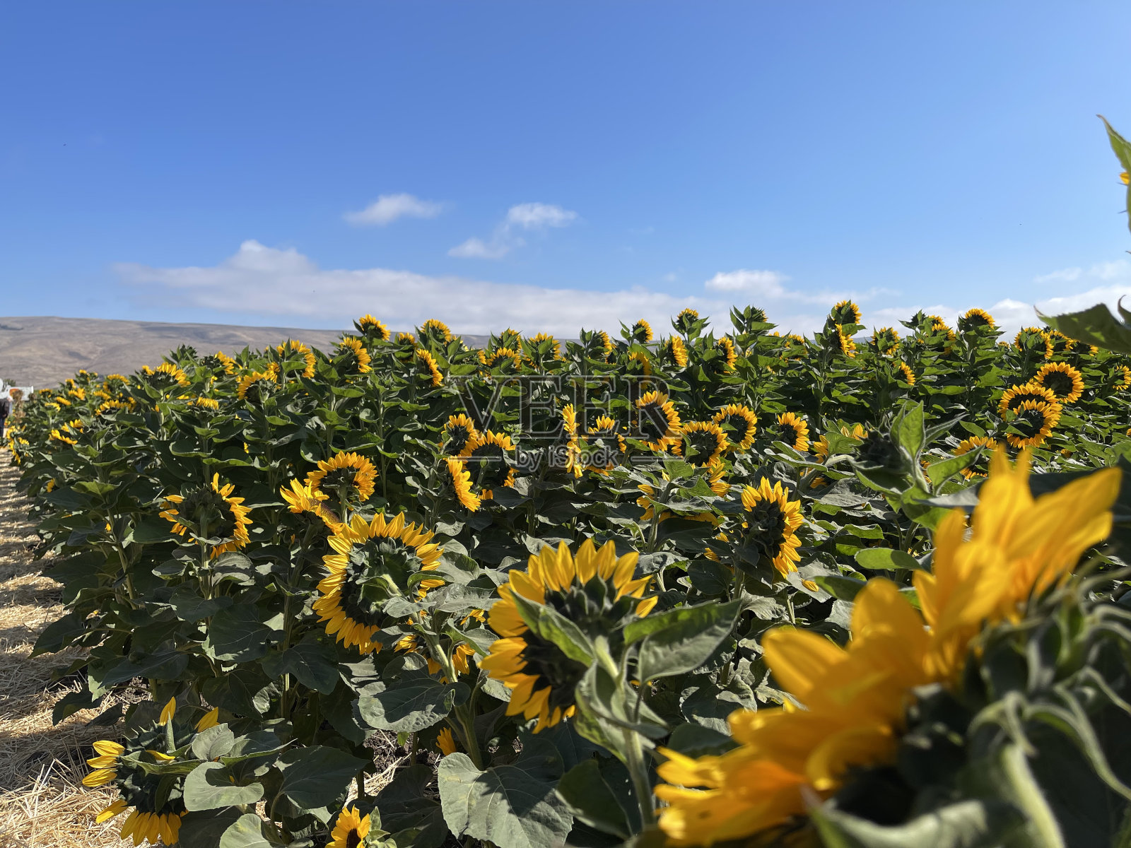 向日葵照片摄影图片