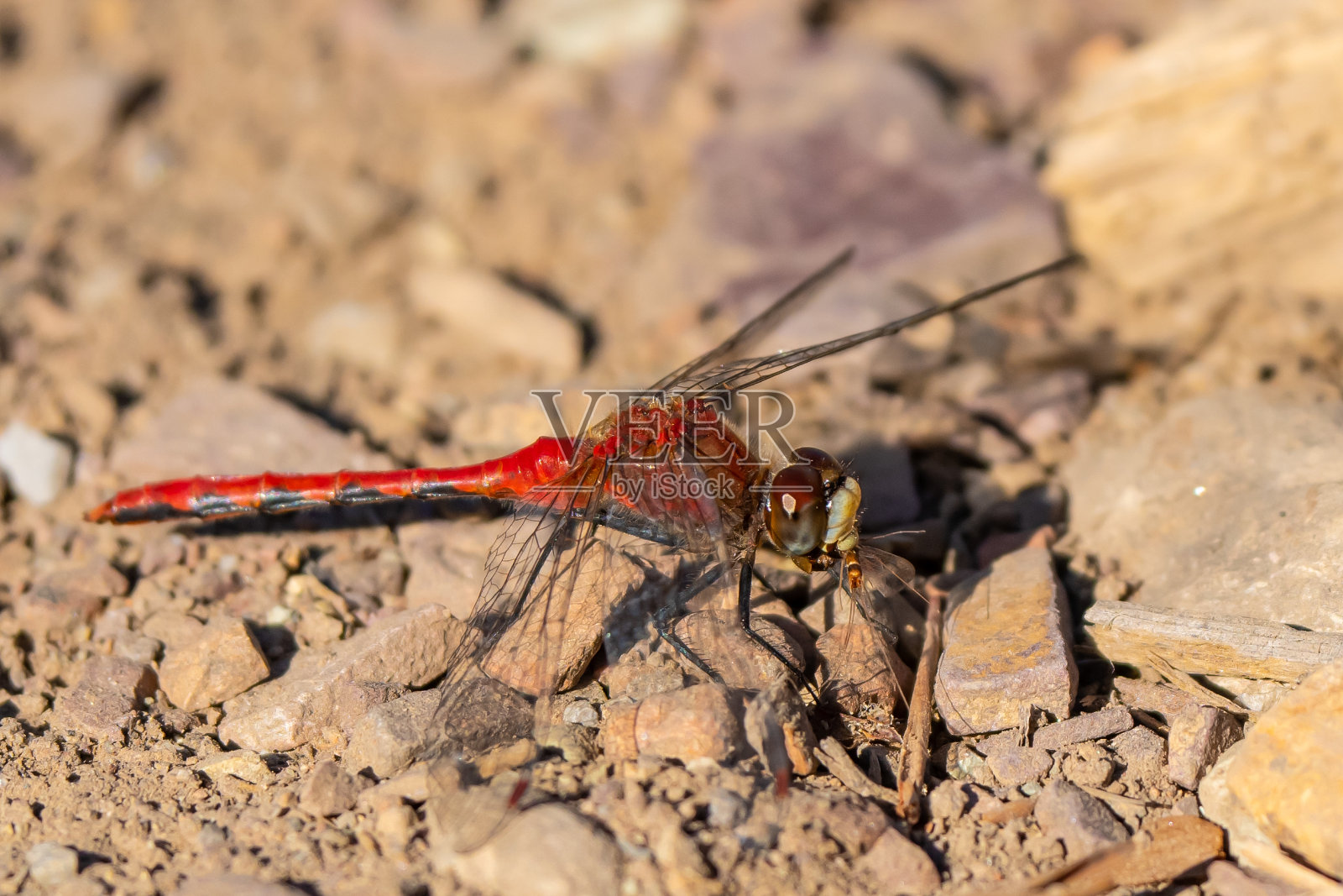 樱桃面草地鹰蜻蜓和受害者照片摄影图片